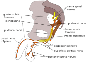 Nervio Pudendo Hombre